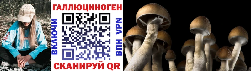 Галлюциногенные грибы Psilocybe  Семикаракорск 